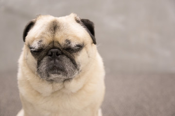 Fototapeta premium Cute pug portrait on a gray background
