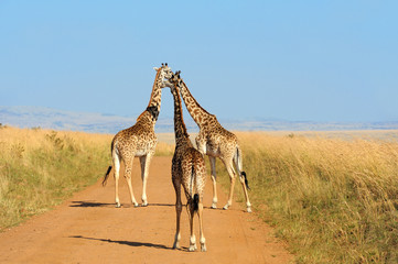 Giraffe in National park of Kenya