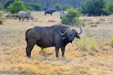 Obraz premium Wild African buffalo bull