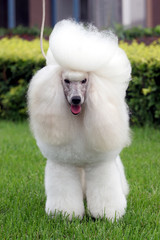 poodle dog