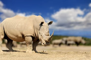 Crédence de cuisine en verre imprimé Rhinocéros Rhino dans la savane en Afrique