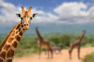 Crédence de cuisine en verre imprimé Girafe Giraffe on savannah in Africa