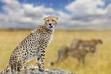 Cheetah on savannah in Africa