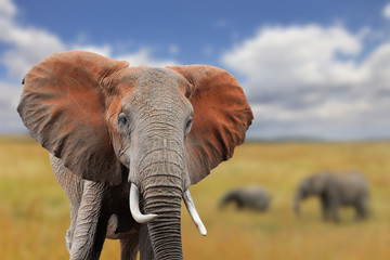 Fototapeta na wymiar Elephant on savannah in Africa