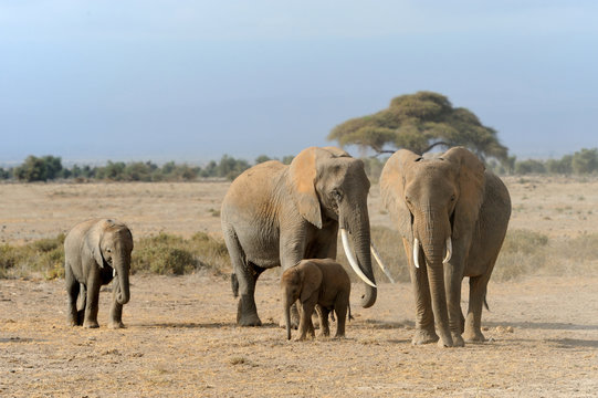 Fototapeta Elephant in National park of Kenya