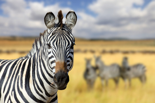 Fototapeta Zebra on grassland in Africa