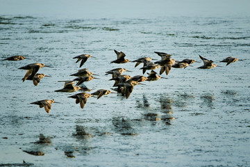 Flock of Bar-tailed Godwits (Limosa lapponica) on migratory journey from Siberia