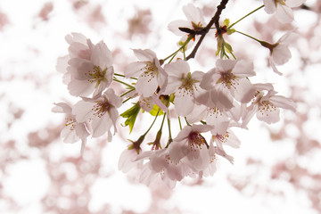 Cherry tree in full bloom