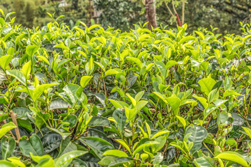 Tea plantations. Green tea buds and leaves. India