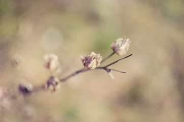 Dry plants, meadow at spring.