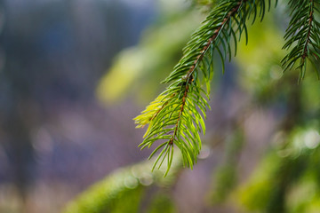 Beautiful fir tree twigs