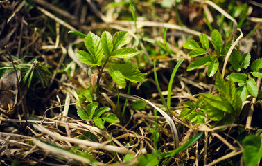 Young plant growing in the forest