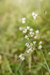 background with wild white spring flowers in fairy tail meadow