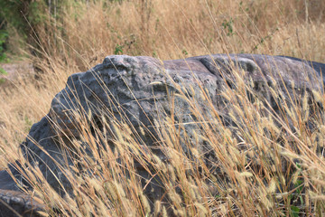 abstract messy grass and stone