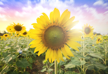 Summer sun over the sunflower field nature background