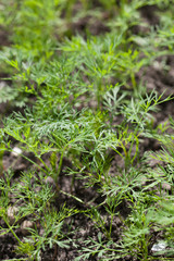 dill in the garden