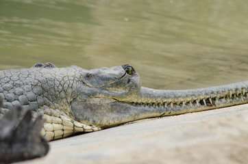 crocodile are semiaquatic and tend to congregate in freshwater h
