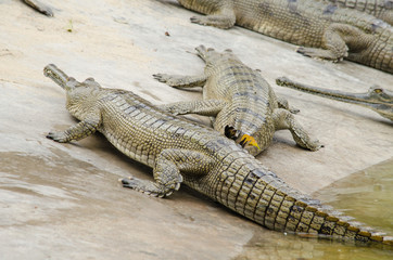 Fototapeta premium crocodile are semiaquatic and tend to congregate in freshwater h