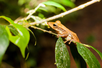 Polypedates  - Tree frog in natural habitat, Sinharaja rainforest, Sri Lanka