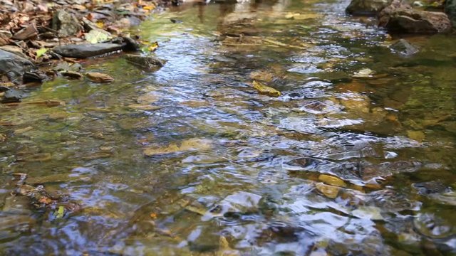 Dry autumn leaves floating on a stream in the forest