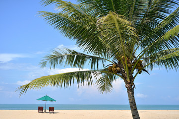 Obraz premium Coconut tree