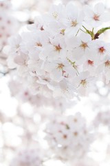桜アップ