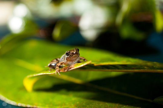 Microhyla achatina - Javan Chorus - Frog