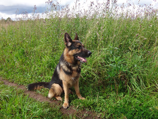 German shepherd dog in sunny day in field