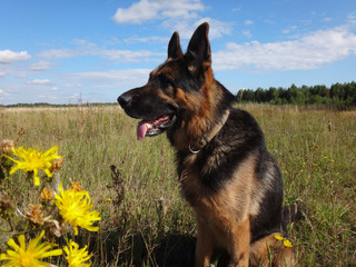 German shepherd dog in sunny day in field
