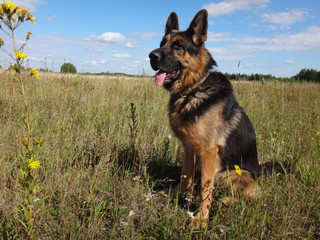 German shepherd dog in sunny day in field