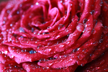 rose bud macro drop