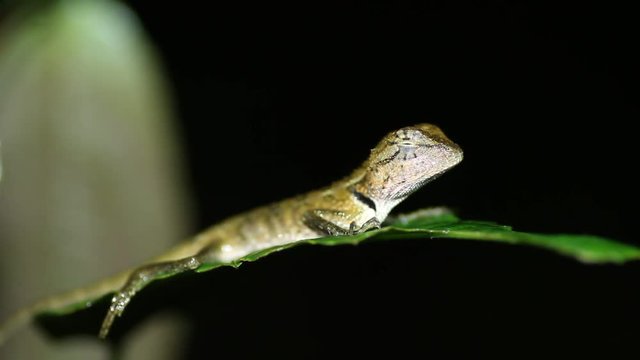 Oriental garden lizard Calotes versicolor at night
