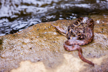 Xenochrophis asperrimus - Boulenger's keelback snake