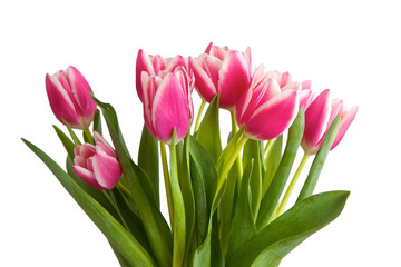 Pink tulips isolated on a white background