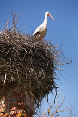 White storks in nest