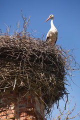 White storks in nest