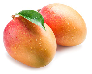 Mango fruits with water drops. Isolated on a white background.