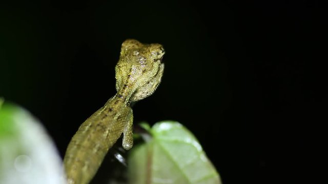 Oriental garden lizard Calotes versicolor nights close up
