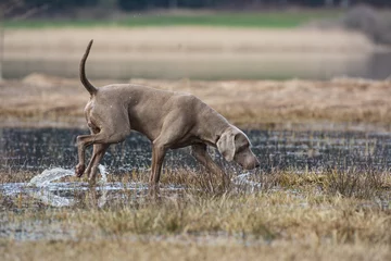 Badezimmer Foto Rückwand Jagdhund sucht Ufer ab © motivjaegerin1