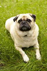 Obraz premium tired chubby pug