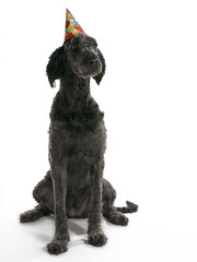 Birthday Labradoodle