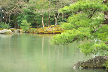 Fototapeta na wymiar Japanese garden in early autumn, Kyoto.