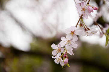 Obraz premium Cherry blossoms