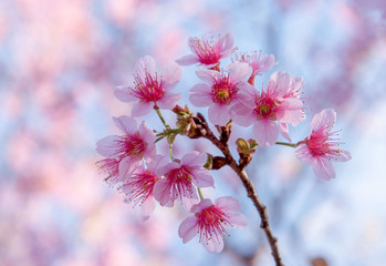 I Love You... Devi Tigress Flower in Thailand.