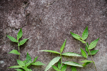 green grass on the stone for background