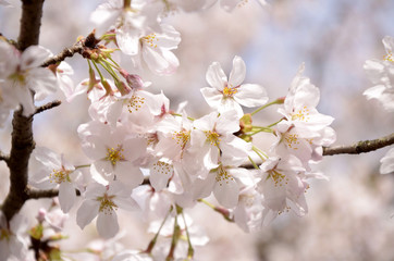 Obraz premium Cherry blossoms