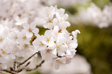 Fototapeta premium Cherry blossoms