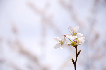 Cherry blossoms