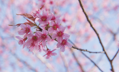 I Love You... Devi Tigress Flower in thailand.