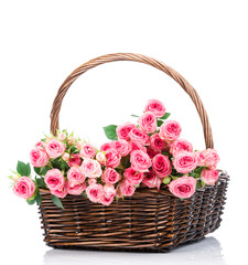 Fototapeta na wymiar Pink roses in the basket isolated on white background 